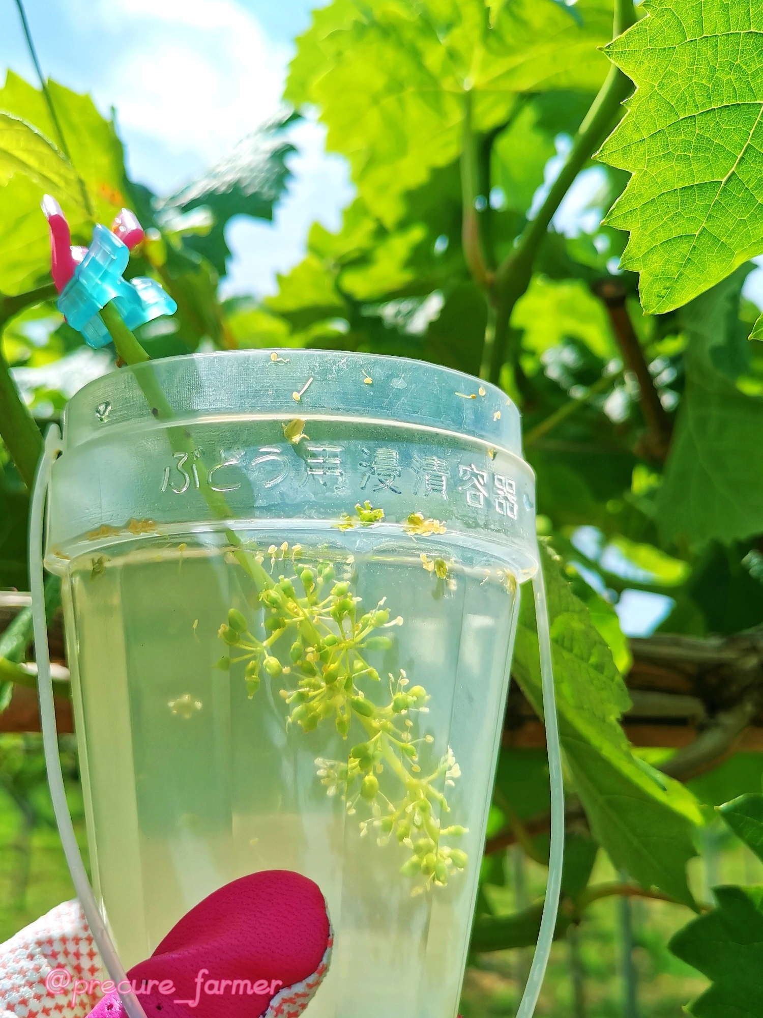 ブドウの生産過程の一部です。必要以上に農薬を使用することなく育てています。