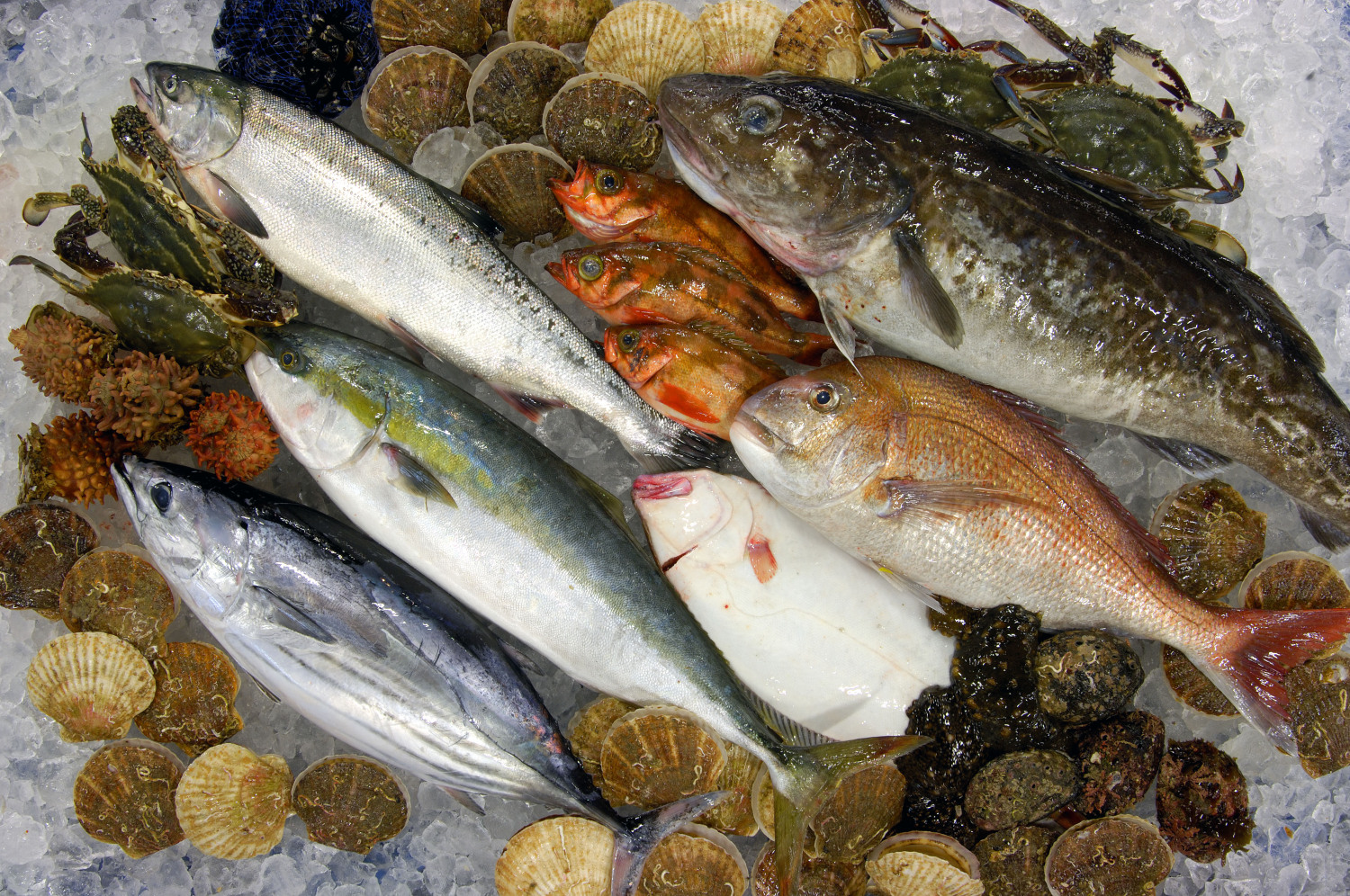 四季折々の鮮魚