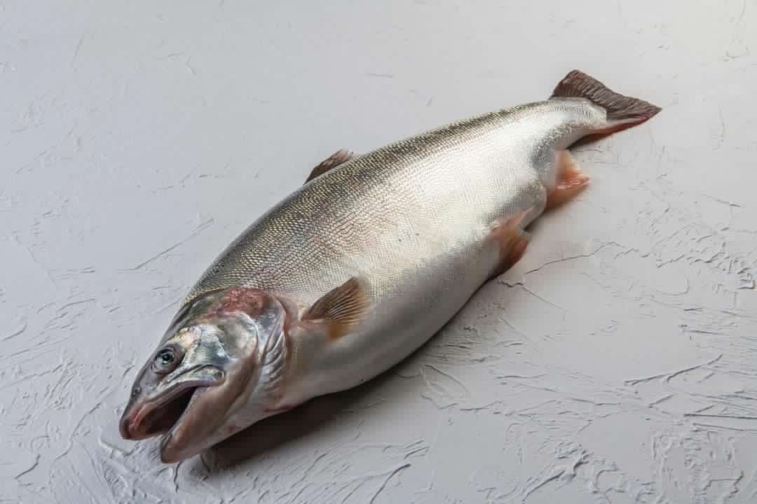 さいき桜サーモン®