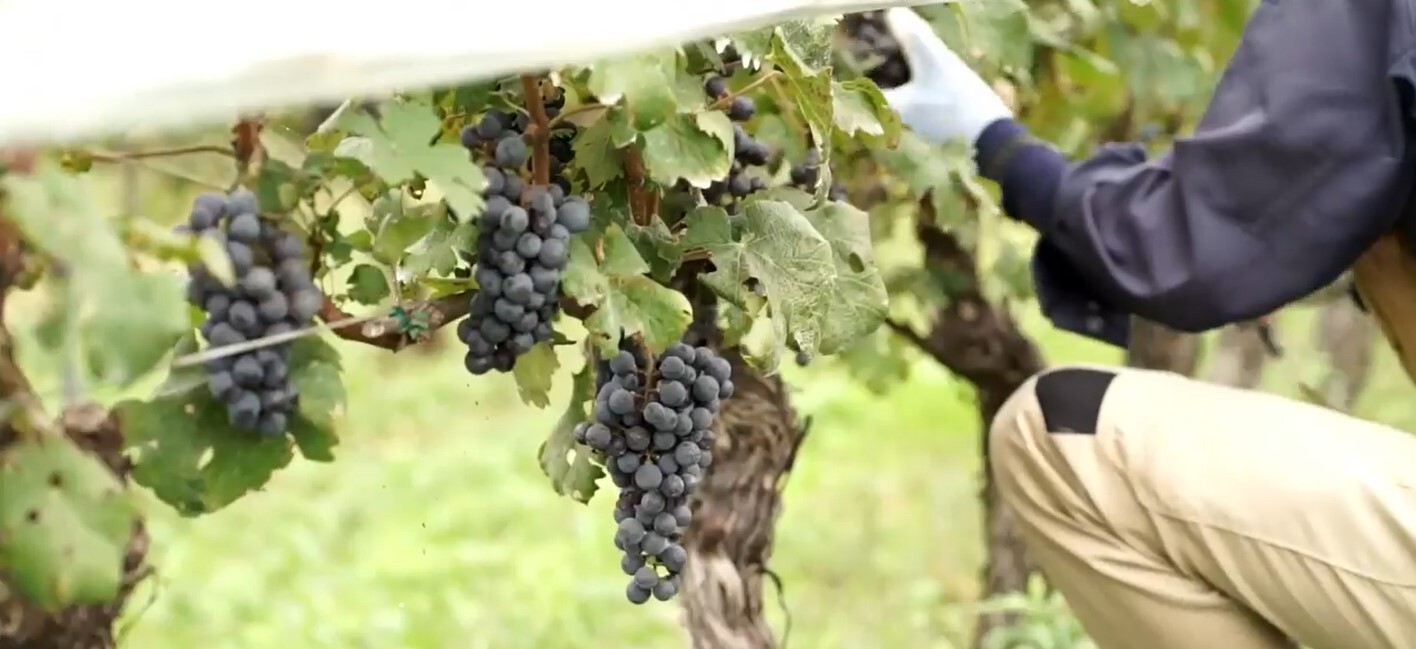 丁寧な手作業による栽培と選果