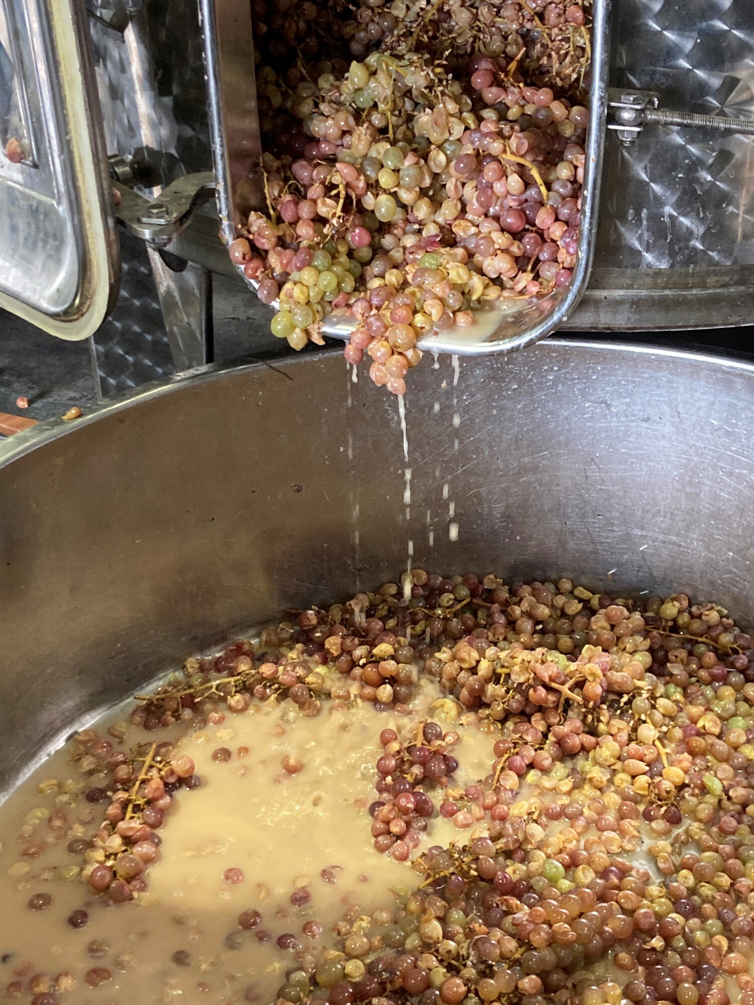 甲州全房を使うオレンジワインの仕込み