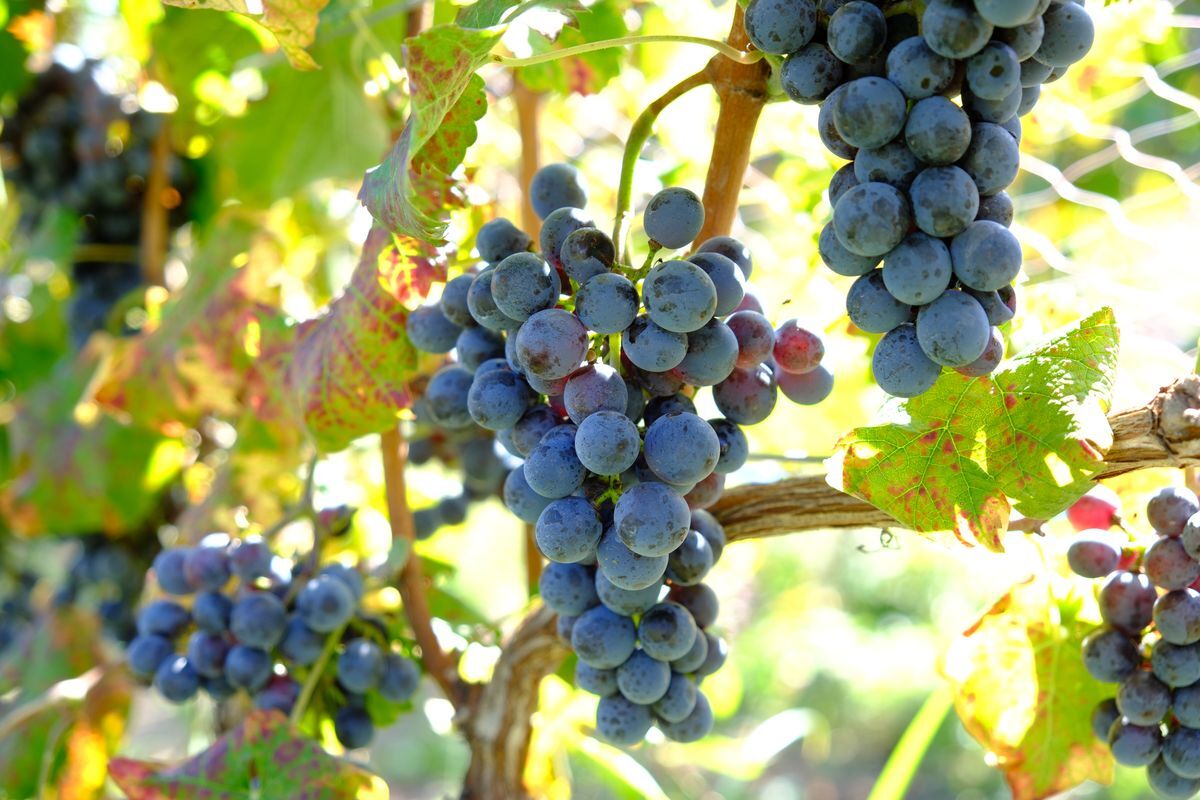 ワイン用ブドウの栽培