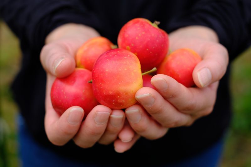 シードル用リンゴの栽培