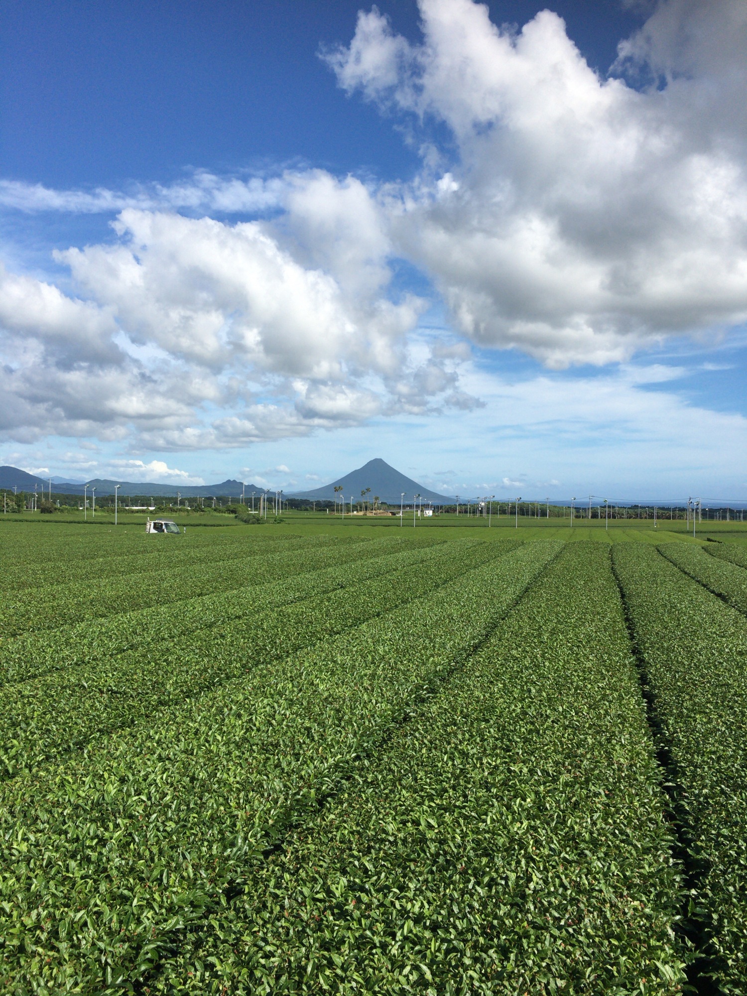 株式会社知覧心茶堂