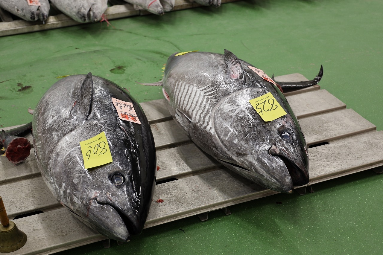 温度管理された閉鎖型施設内で、卸売市場ならではの新鮮な魚介類が並びます。