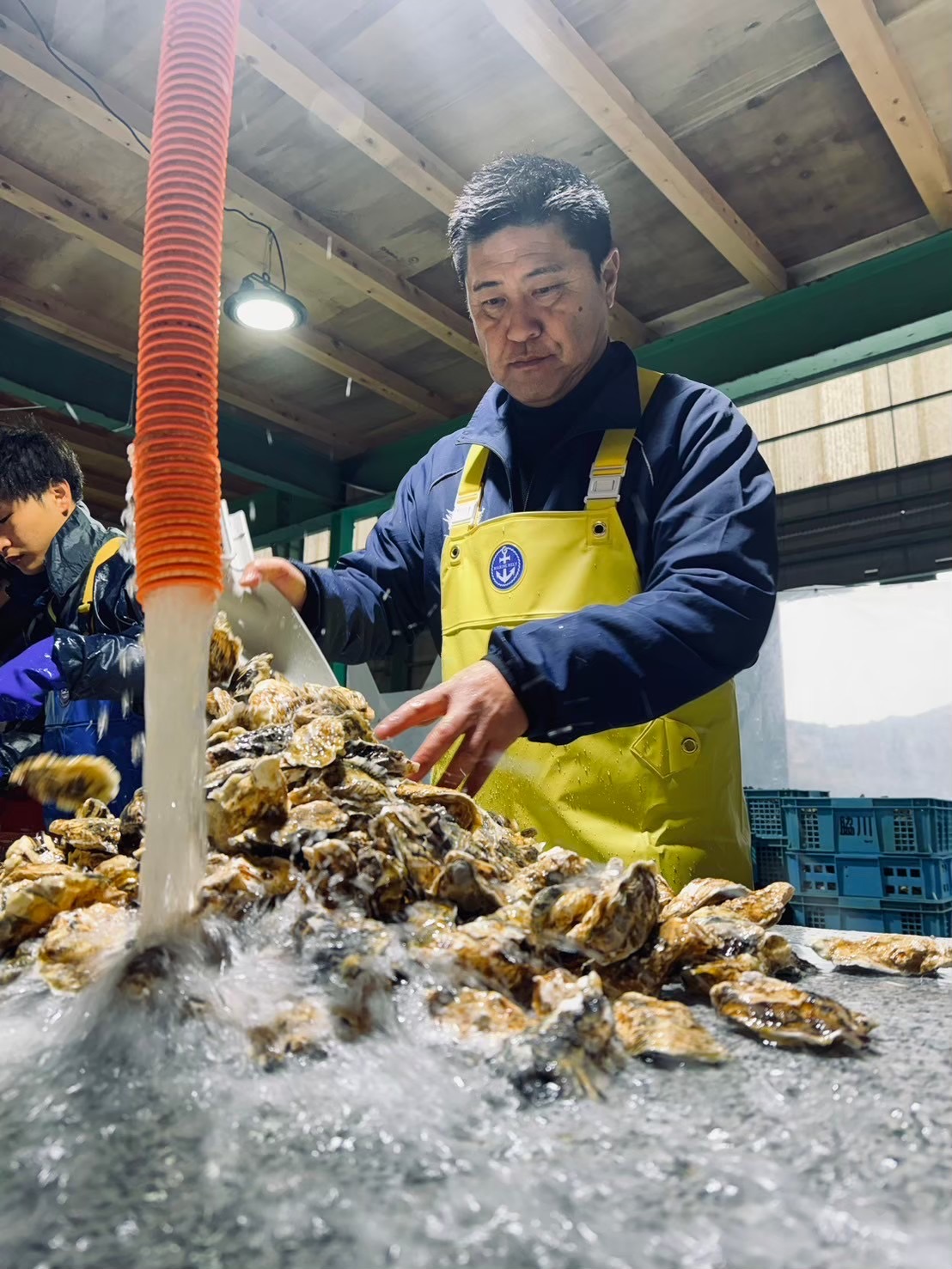 牡蠣生産